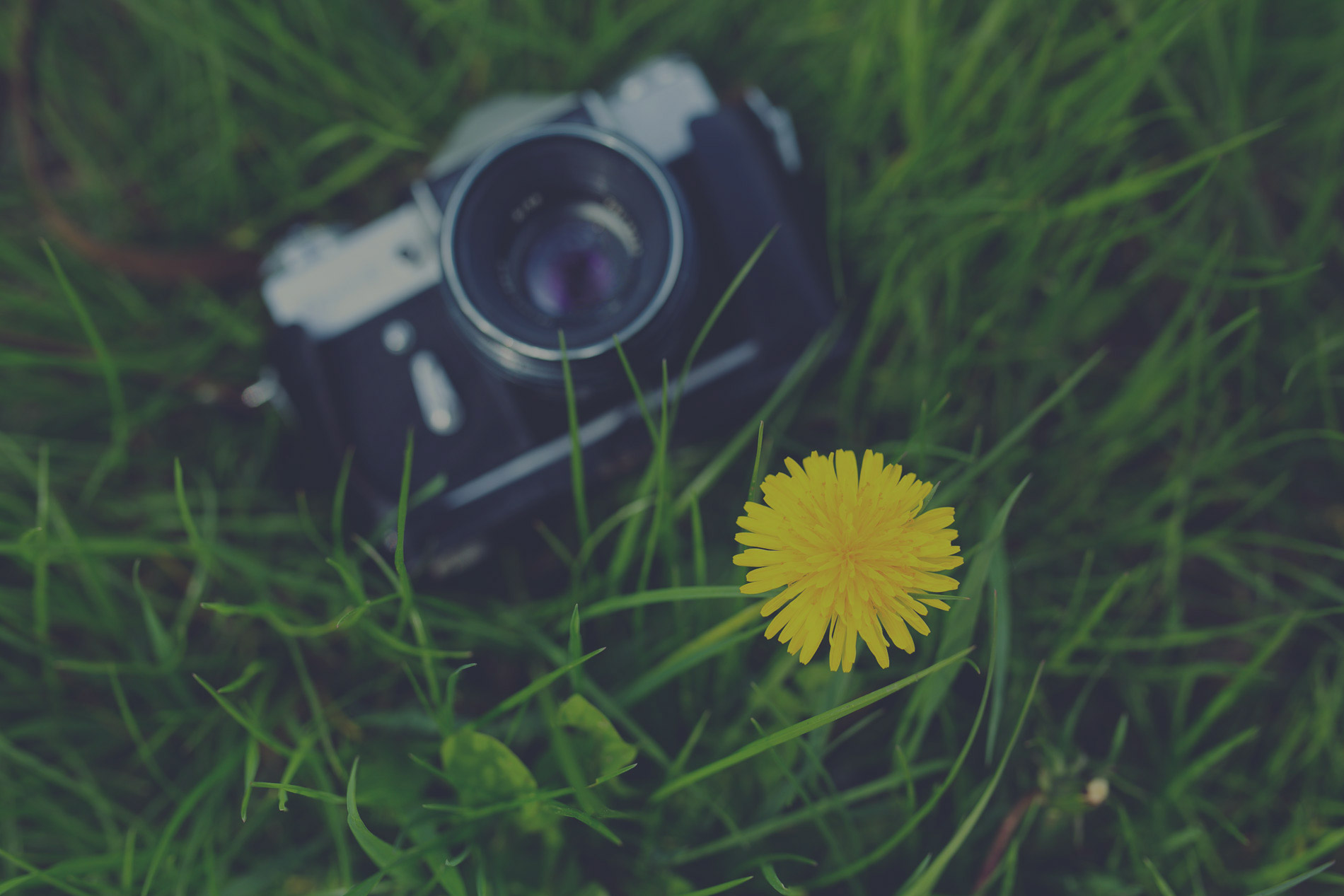 Green Grass - ADF